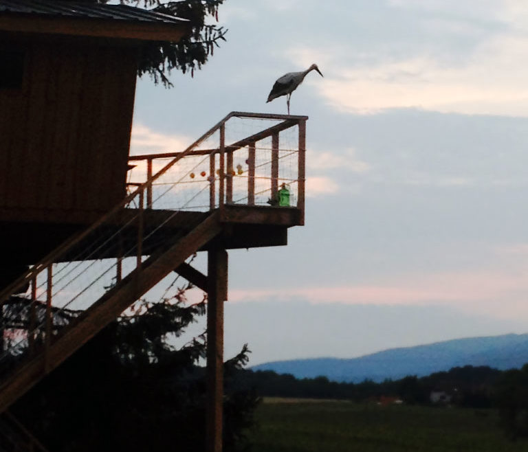 Cabane dans les arbres à plus de 6 mètres (Chêne, Douglas et Sapin)